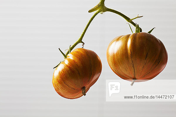 Zwei Fleischtomaten 'Chocolate Stripes' vor hellem Hintergrund