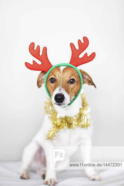 Bildnis eines Hundes mit Stirnband aus Rentiergeweih und goldener Girlande