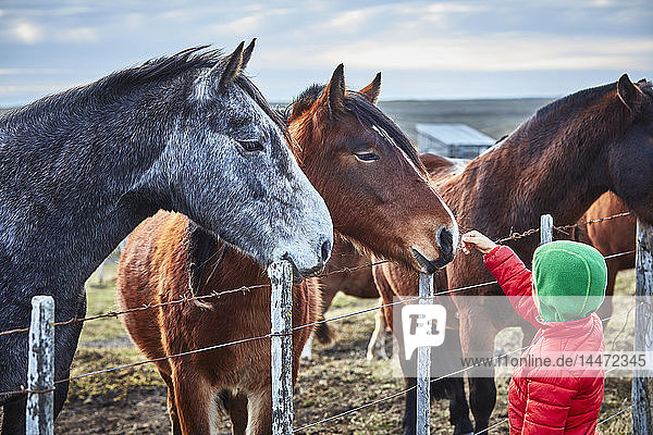 Chile  Feuerland  Porvenir  Junge streichelt Pferde auf der Koppel