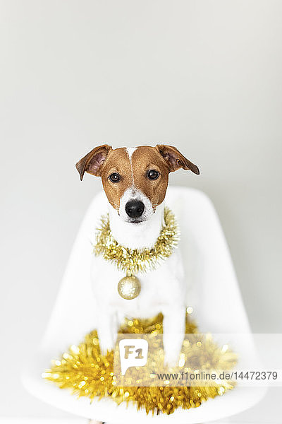 Porträt eines Hundes mit Goldgirlande und Weihnachtskugel auf einem Stuhl sitzend