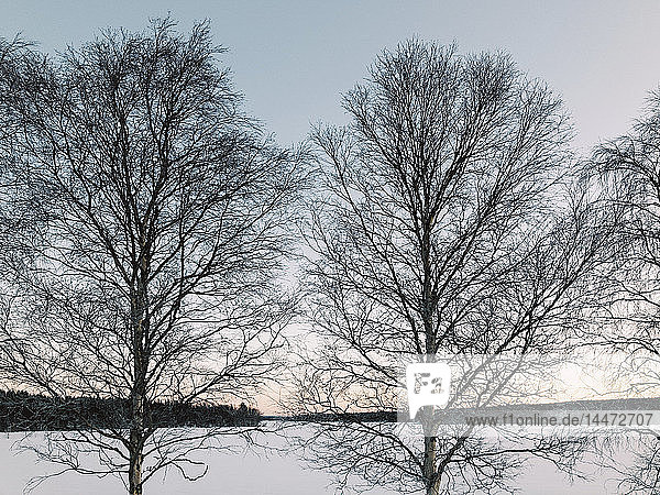 Schweden  Lulea  Zwei Bäume bei Wintereinbruch