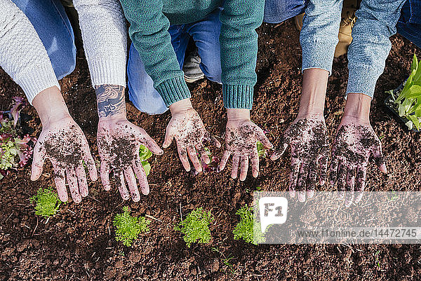 Familie pflanzt Salatsetzlinge im Gemüsegarten  Hände zeigen  voller Erde
