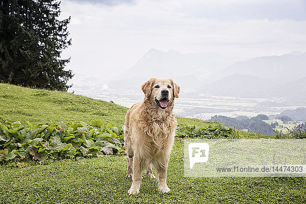 Österreich  Tirol  Kaisergebirge  Golden Retriever auf Almwiese stehend