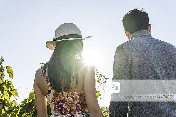 Italien  Toskana  Siena  junges Paar im Gegenlicht in einem Weinberg