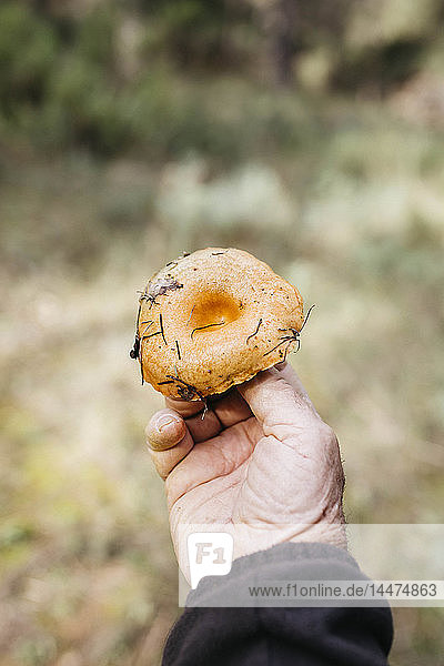Nahaufnahme eines älteren Mannes mit gefundenem Pilz