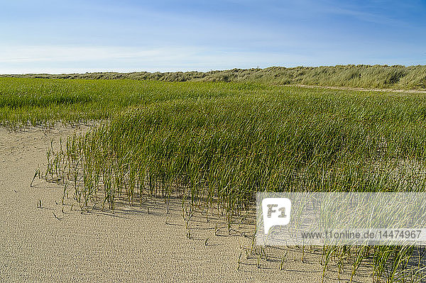 Dänemark Jütland Skagen Grenen Dünenlandschaft