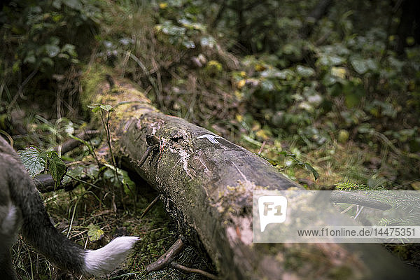 Pfeilschild auf Totholz im Wald