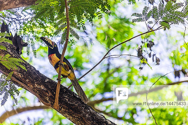 Mexiko  Yucatan  Quintana Roo  Tulum  Tukan in einem Baum