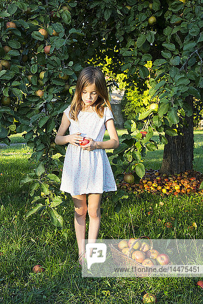 Kleines Mädchen steht barfuss auf einer Wiese mit gepflücktem Apfel in den Händen