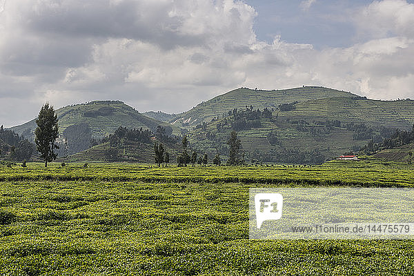 Ruanda  Blick auf eine Teeplantage mit den Virunga-Bergen im Hintergrund