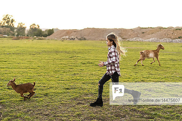 Mädchen rennt hinter junger Ziege auf der Weide