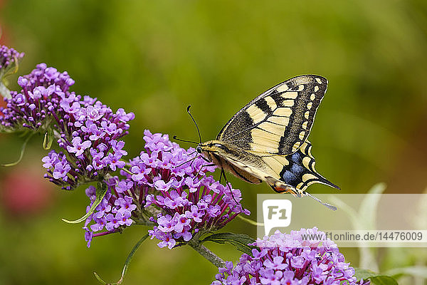 Schwalbenschwanz  Papilio machaon  auf Blüte des Schmetterlingsstrauchs  Buddleja davidii