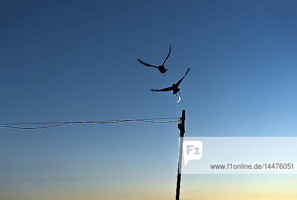 Silhouette von zwei fliegenden Vögeln vor blauem Himmel mit Halbmond