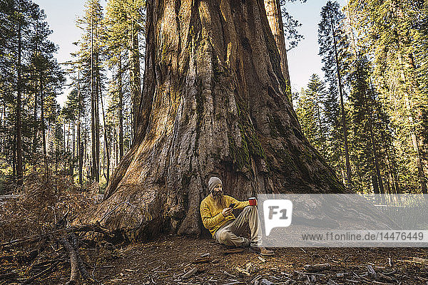 USA  California  Yosemite National Park  Mariposa  man sitting at sequoia tree with cell phone and mug
