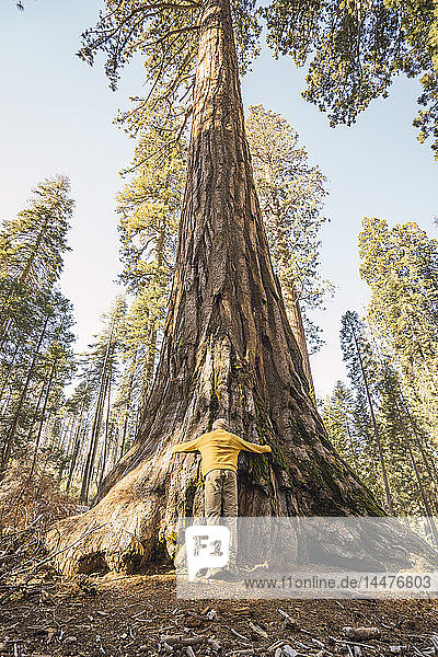 USA  California  Yosemite National Park  Mariposa  man hugging sequoia tree