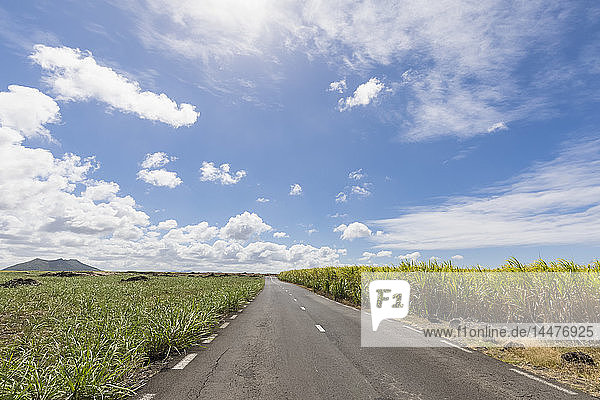 Mauritius  Straße  Zuckerrohrfelder