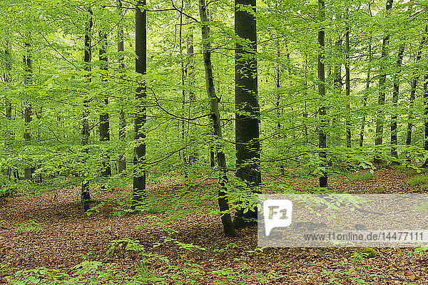 Deutschland  Bayern  Steigerwald  Wald im Frühling