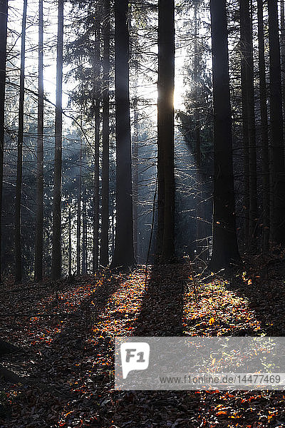 Deutschland  Sonnenlicht im Herbst im Wald