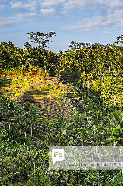 Indonesien  Bali  Ubud  Tegallalang Reisterrassen und Sonnenlicht