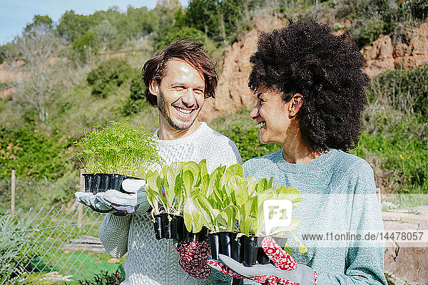 Glückliches Paar trägt Salatsetzlinge in seinen Gemüsegarten