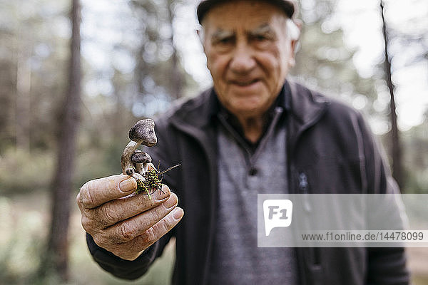 Älterer Mann zeigt gefundene Pilze