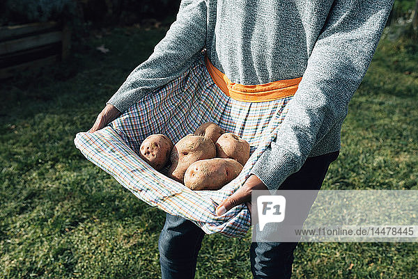 Frau trägt frisch geerntete Kartoffeln in ihrer Schürze