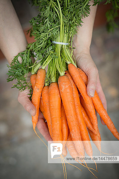 Hände halten Karottenbüschel