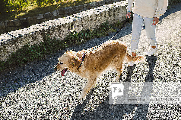 Woman walking with her golden retriever dog on a road