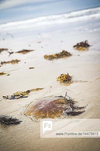 Dänemark  gestrandete Kompassqualle am Strand