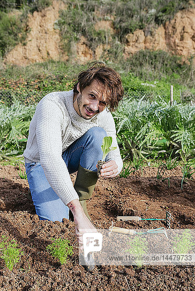 Mann pflanzt Salatsetzlinge im Gemüsegarten