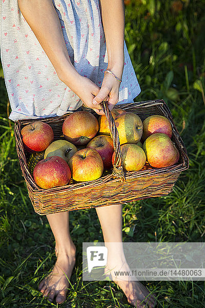 Kleines Mädchen steht barfuss auf einer Wiese und hält einen Korb mit gepflückten Äpfeln  Teilansicht