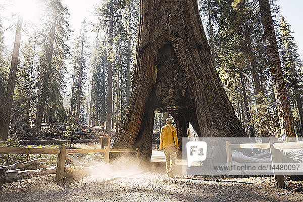 USA  California  Yosemite National Park  Mariposa  man walking through hollow sequoia tree