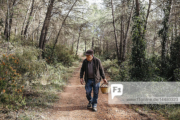 Senior man looking for mushrooms in the forest