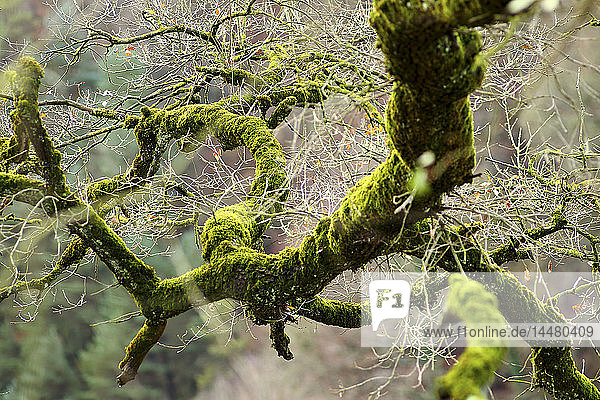 Spanien  Gorbea-Naturpark  moosbewachsener Baum