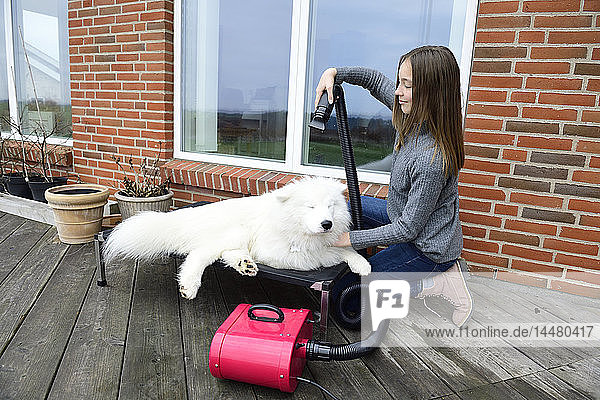 Mädchen föhnt weißen Hund auf der Terrasse
