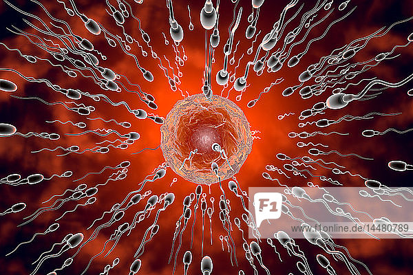 3D-gerenderte Illustration  Visualisierung von Spermien  die zu einer Eizelle rasen  um sie zu befruchten
