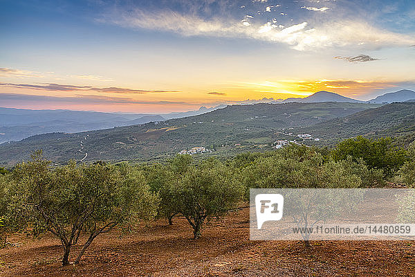 Spanien  Andalusien  Olivenbäume in Hangwäldern bei Sonnenuntergang