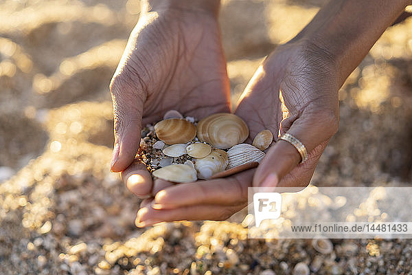 Frau sammelt Muscheln am Strand