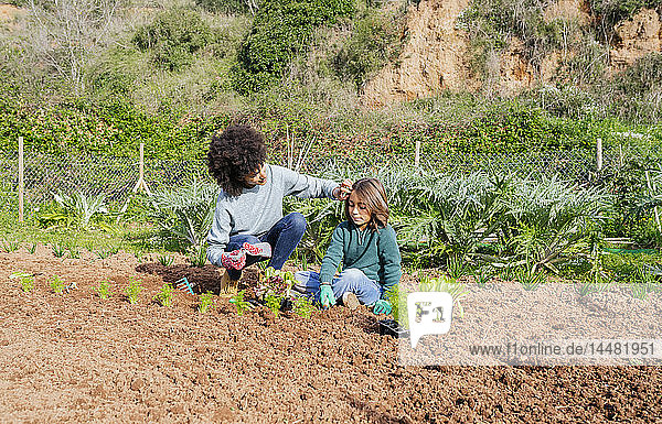 Mother and son planting lettuce seedlings in vegetable garden