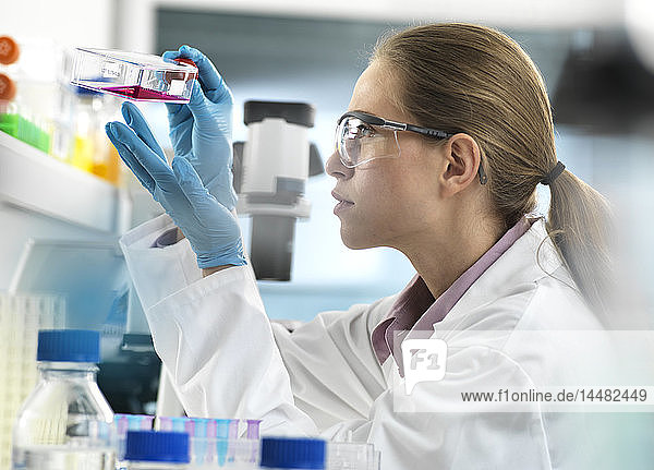Stammzellenforschung  Wissenschaftlerin  die während eines Experiments im Labor Zellen in einer Flasche betrachtet  die bereit sind  unter dem Mikroskop analysiert zu werden