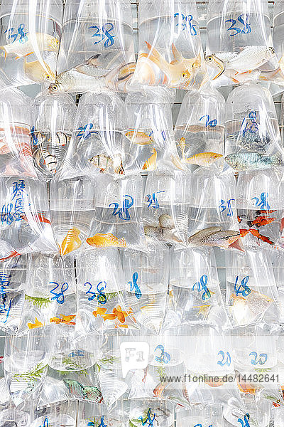 China  Hongkong  Goldfischmarkt  Goldfische in Plastiktüten zum Verkauf