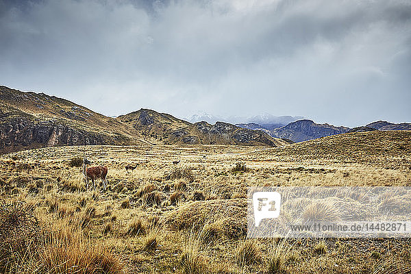 Chile  Valle Chacabuco  Parque Nacional Patagonia  Steppenlandschaft am Paso Hondo mit Vikunjas im Hintergrund