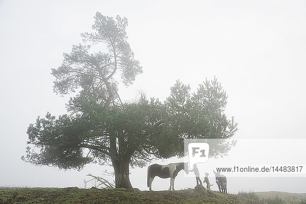 Mädchen mit Hund  Esel und Pferd unter einem Baum in einem nebligen Feld