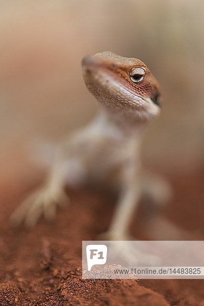 Nahaufnahme neugieriger Gecko