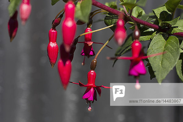 Close up rot und rosa fuchsia Pflanze blühenden