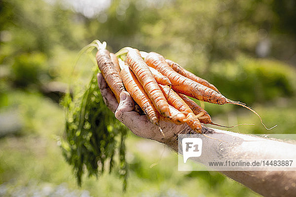 Mann erntet Karotten im sonnigen Gemüsegarten