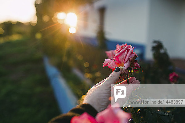 Persönliche Perspektive Frau pflückt rosa Rose im Garten