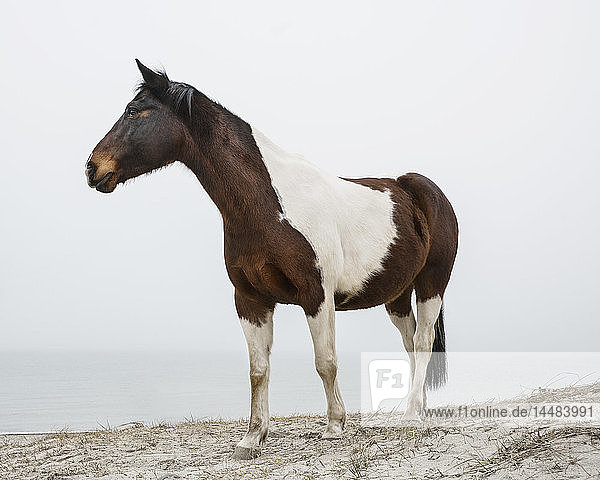Braunes und weißes Pferd am Strand