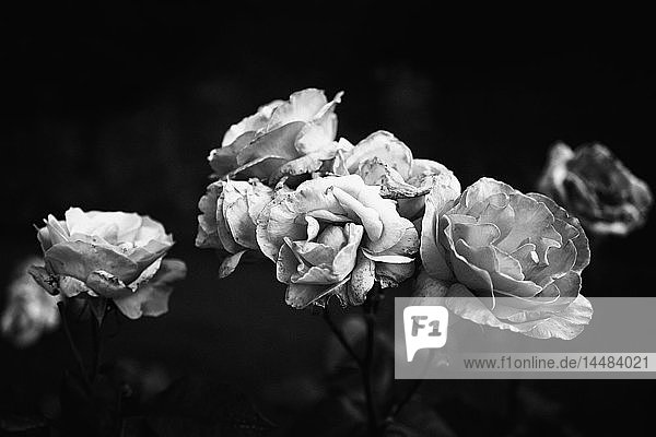 Schwarze und weiße verwelkende Rosen