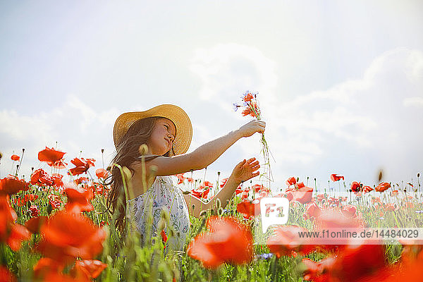 Mädchen pflückt rote Mohnblumen in einem sonnigen,  idyllischen ländlichen Feld
